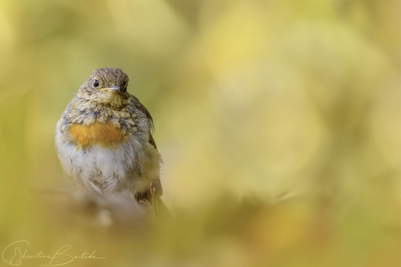 Rouge gorge juvenile