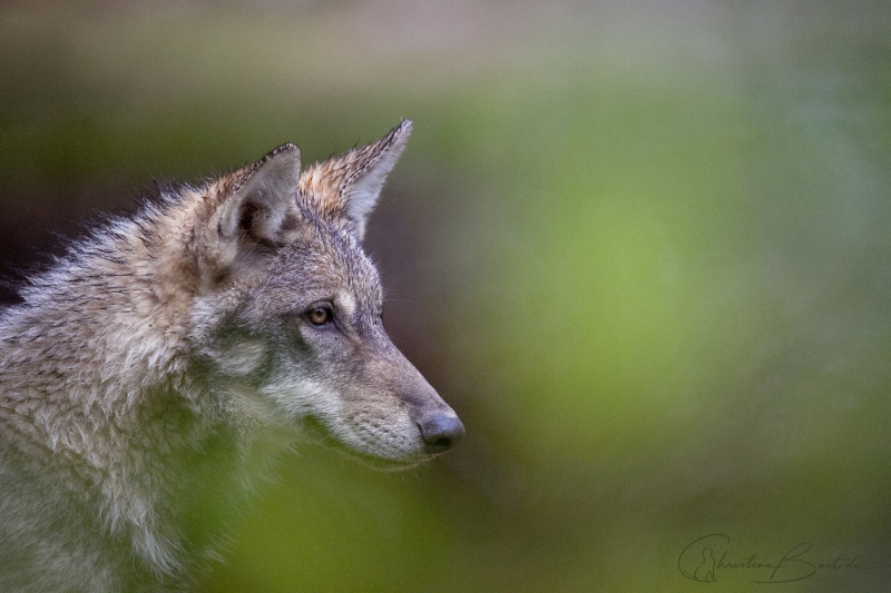 Loup gris d'Europe