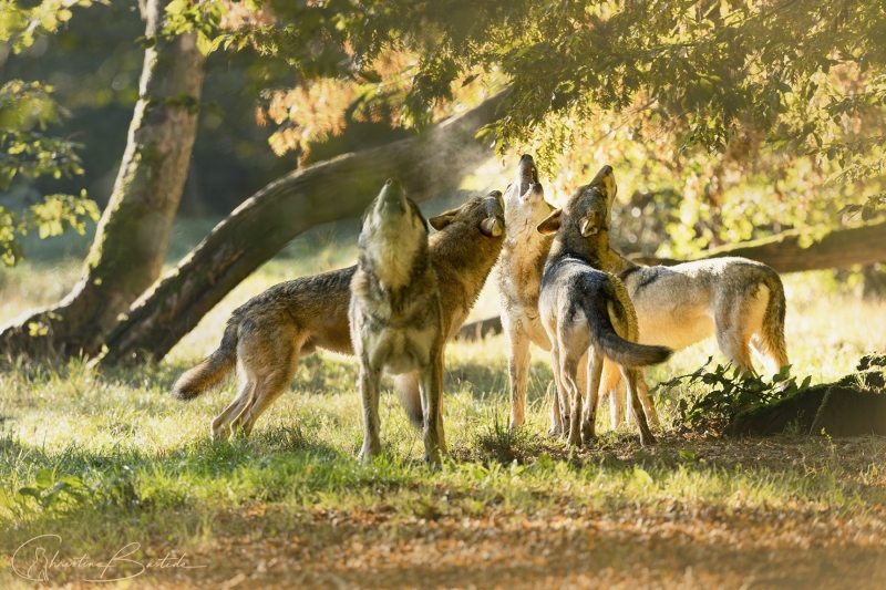 Loups eurasiens