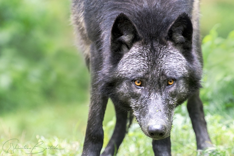 Loup noir ouest canadien