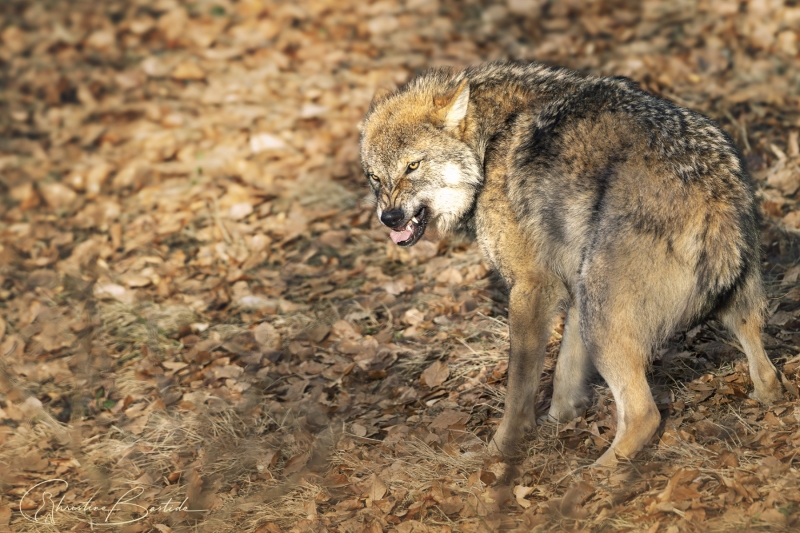 Loup