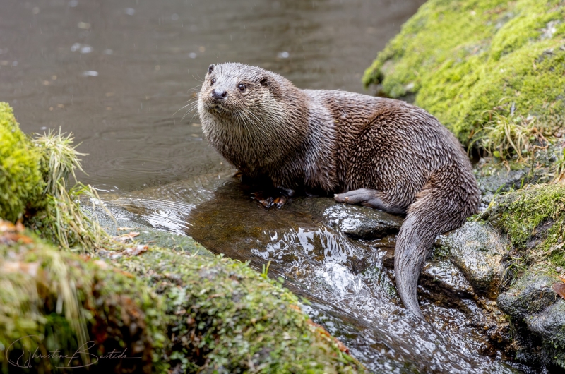 Loutre