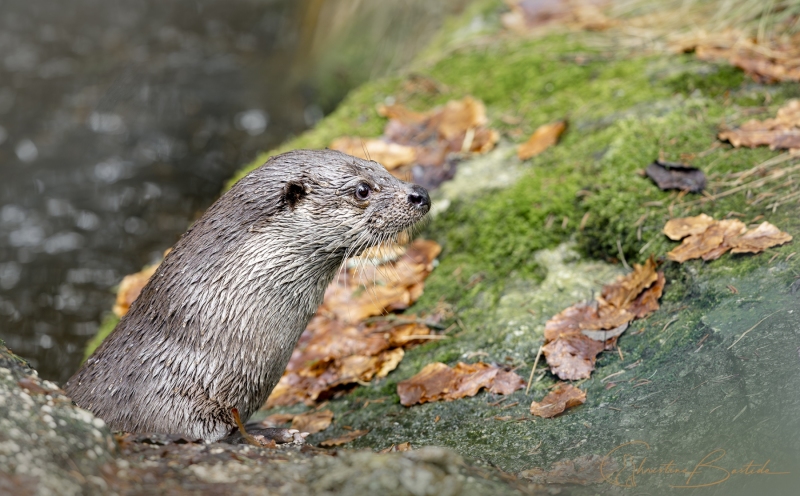 Loutre