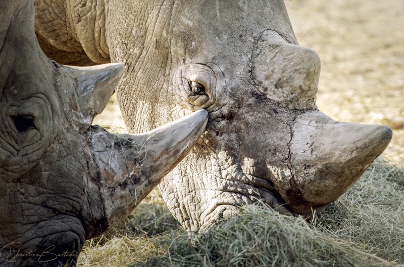 Rhinocéros