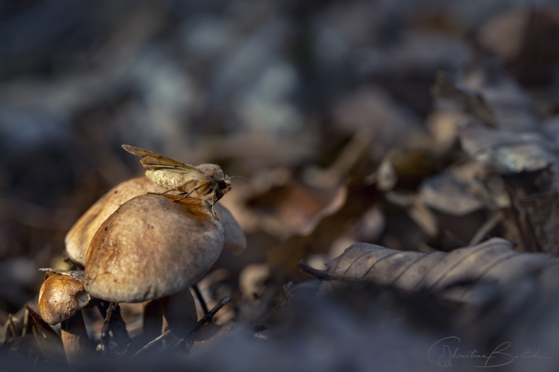 insecte-automne