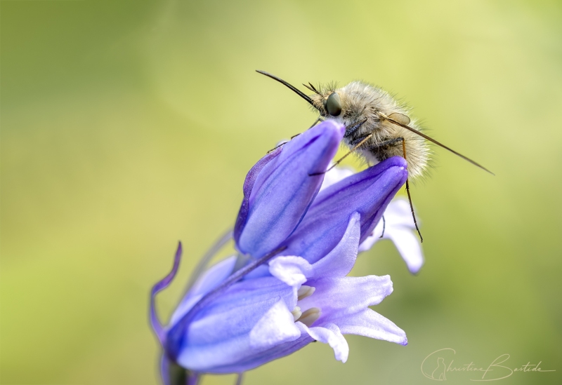 insecte-inconnu