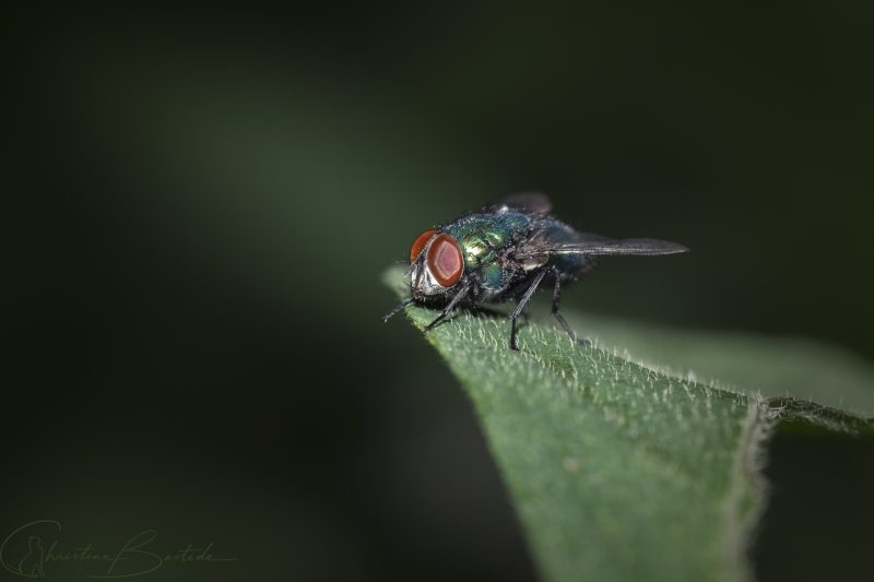 insecte-mouche