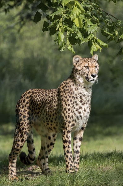 Guepard