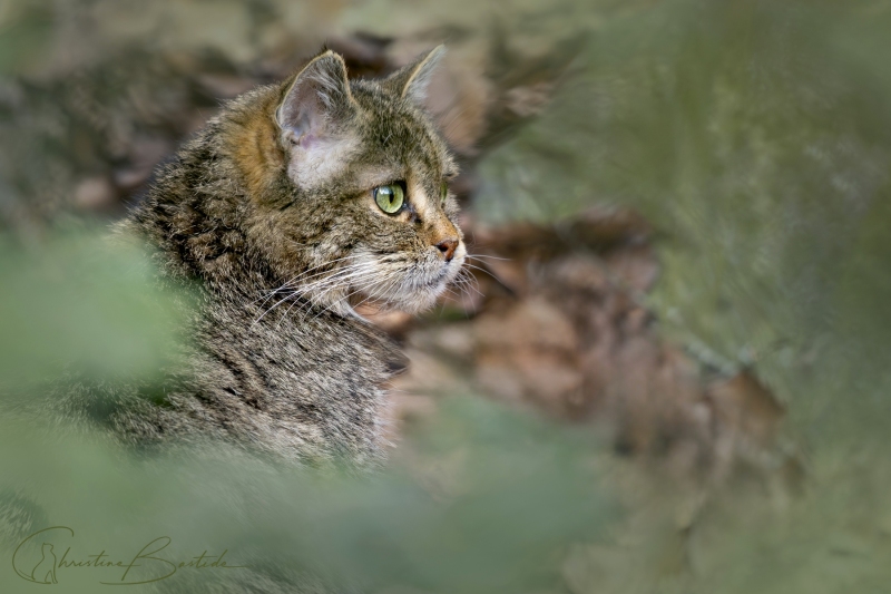 Chat forestier