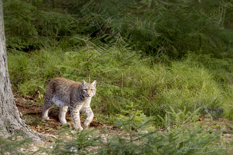 Lynx