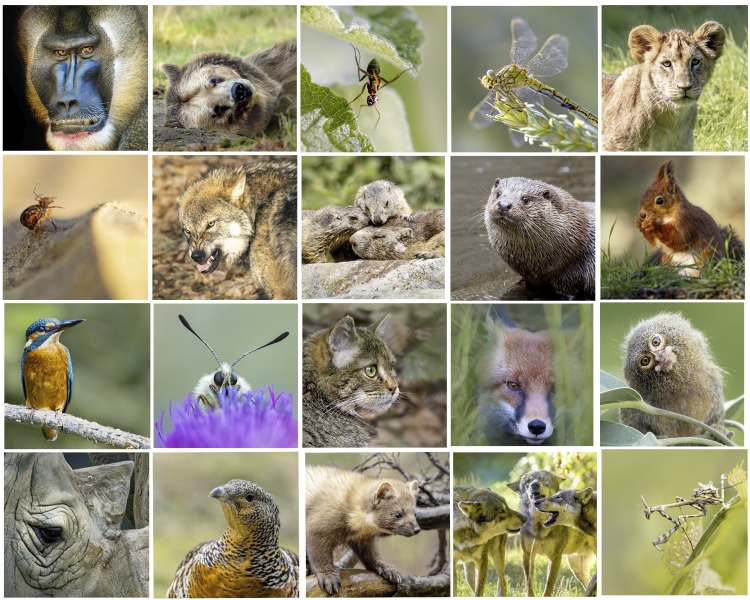 Le monde animal du plus petit au plus grand