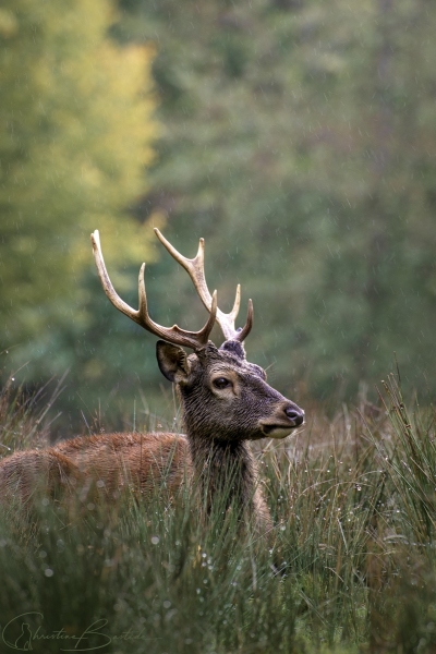 Jeune cerf