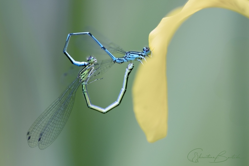 Agrion - Coenagrion pulchellum