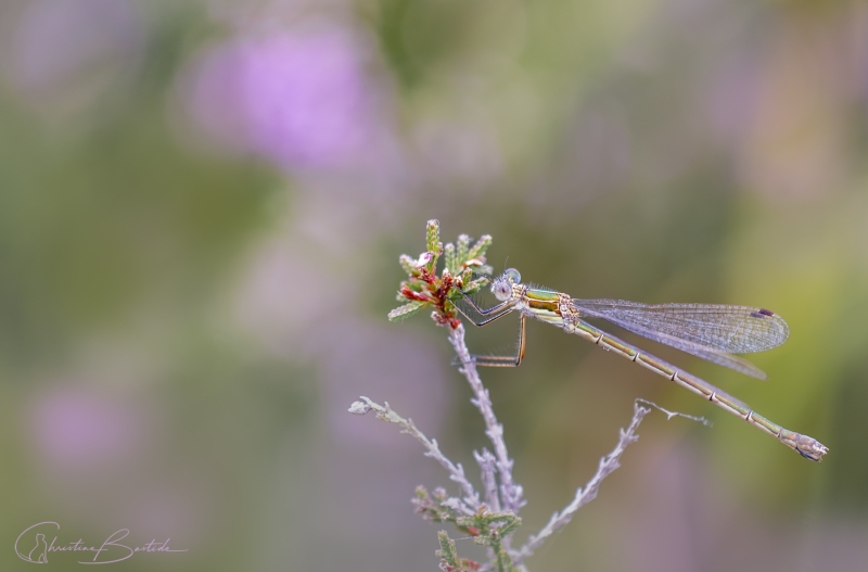 Odonate - Lestidae