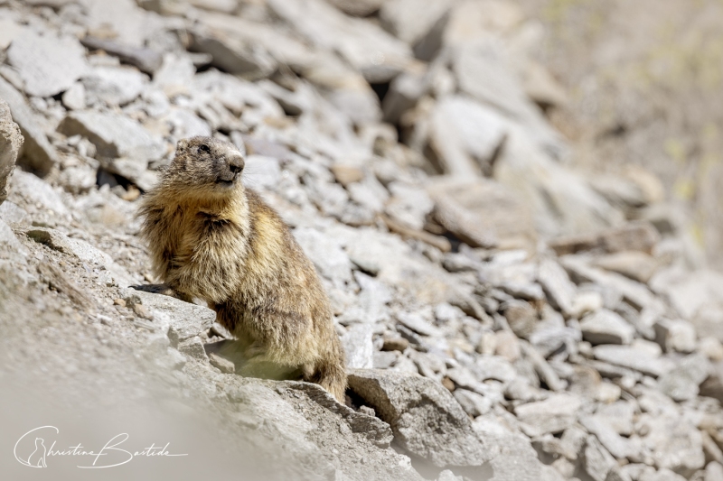 Marmotte