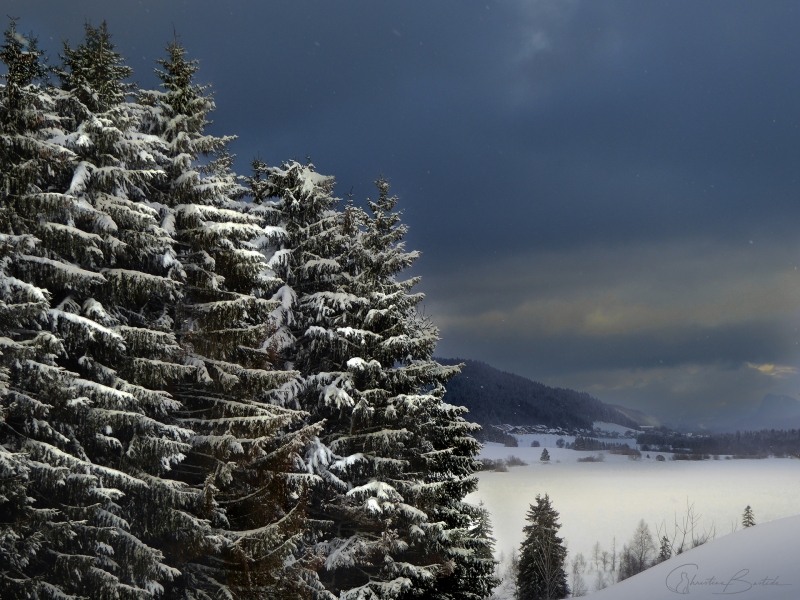 Les sapins - Jura