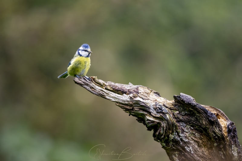 Mésange bleue