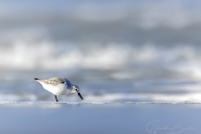 Bécasseau Sanderling