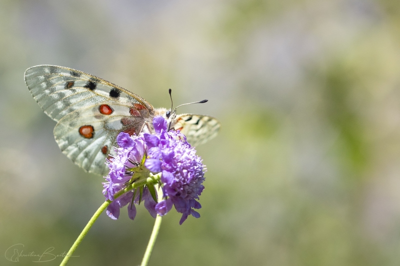 Papillon Apollon