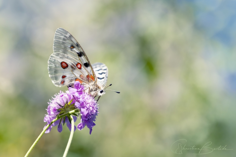 Papillon Apollon