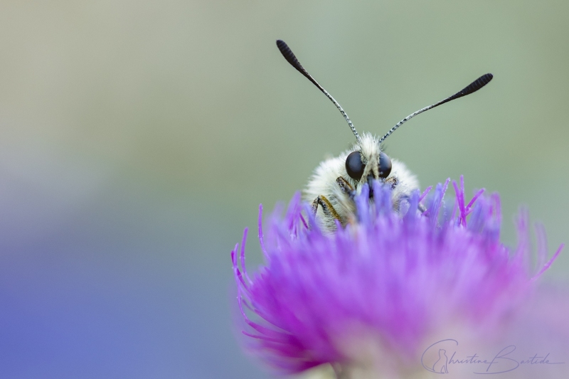 Papillon Apollon