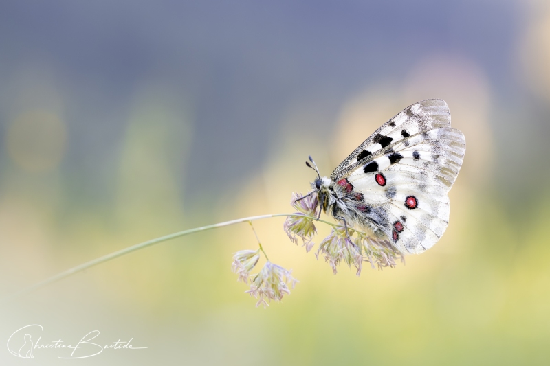 Papillon Apollon