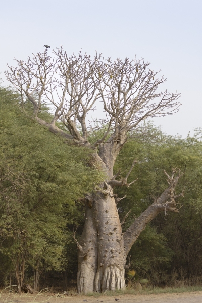 Baobab