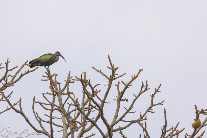 Ibis