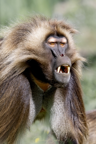 Gelada